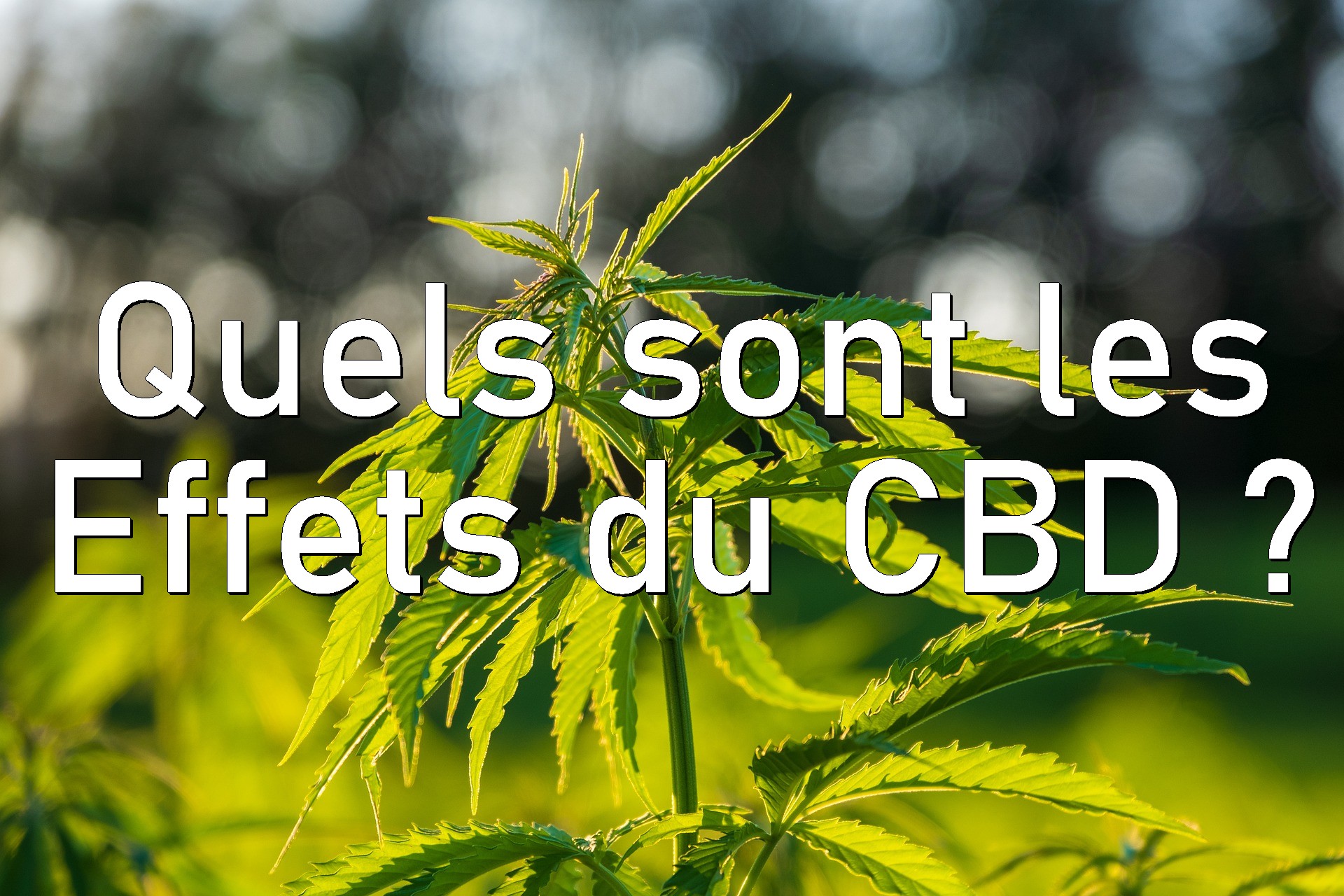 quels-sont-effets-du-cbd