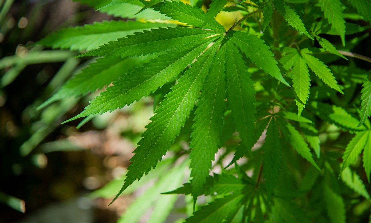 fleur cannabidiol