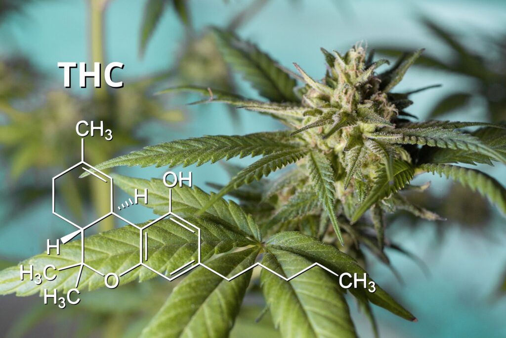 tetrahydrocannabidnol