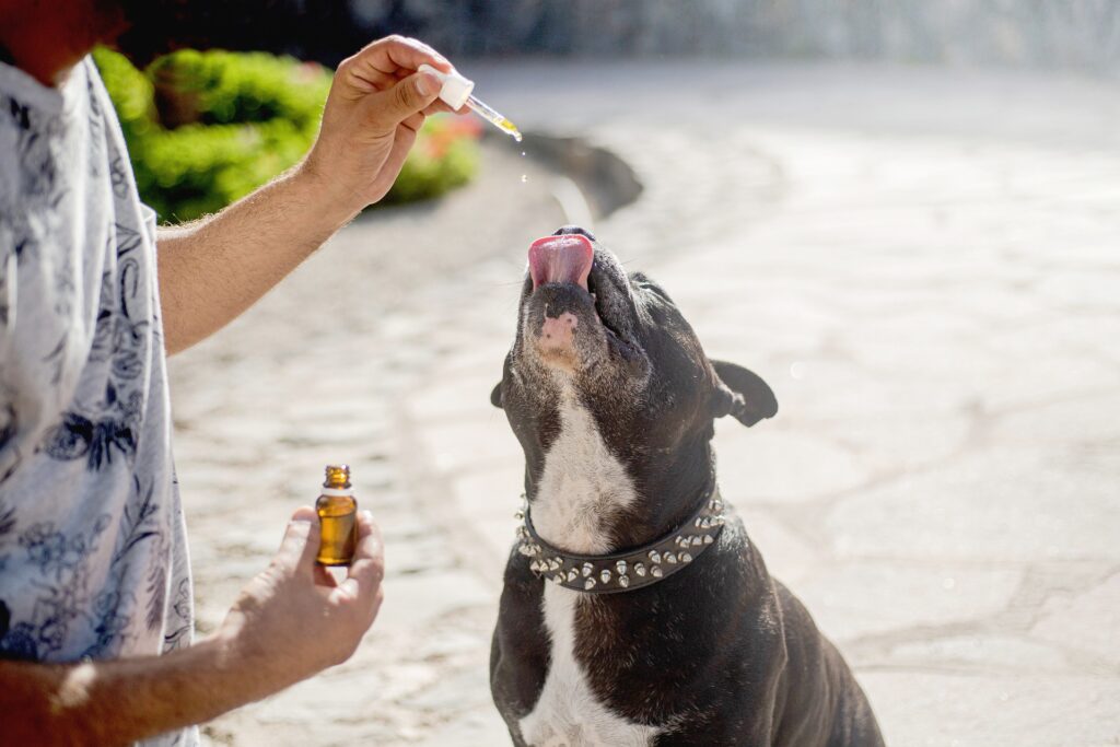 CBD chien médium : anti-inflammatoire naturel, anti-nausées et anti-stress pour  chien