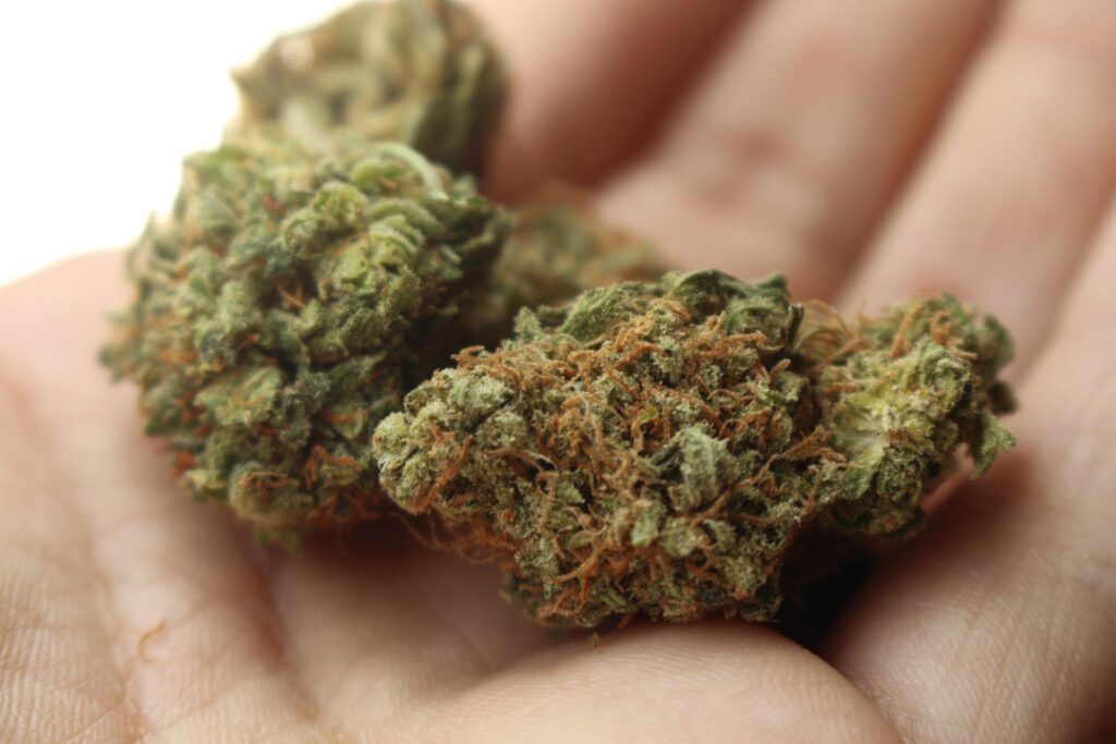 consommer-fleur-cbd