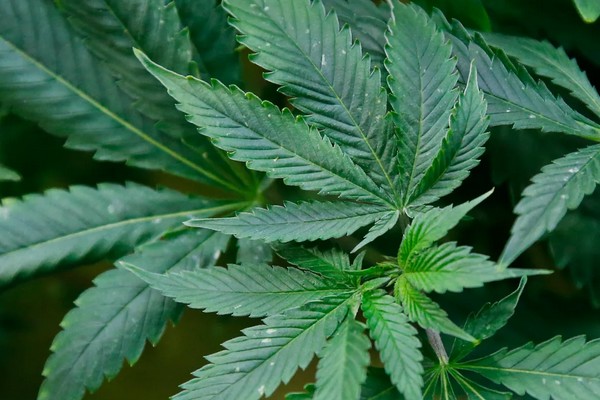 cbd vs thc