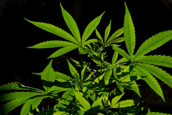 effets thc