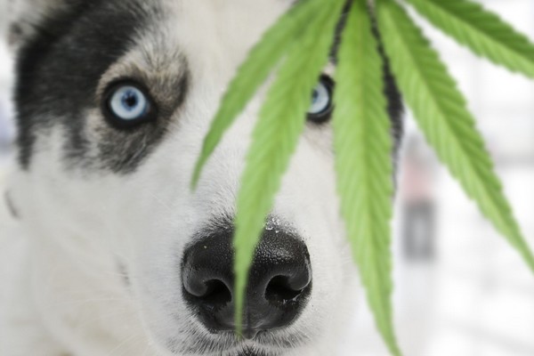 cbd chien hyperactif